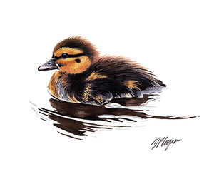 Duckling swimming in clear water